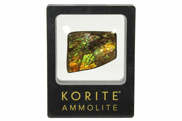 Iridescent Ammolite (Fossil Ammonite Shell) - Rainbow Colored #336293